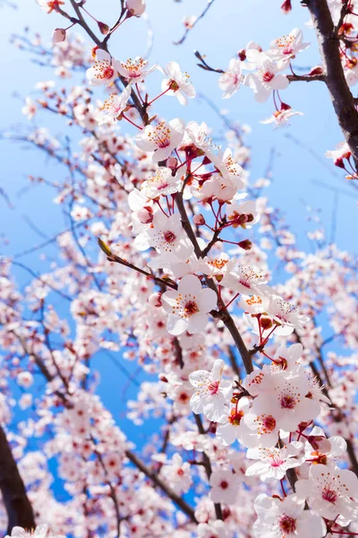 Bright Kwitnące Wiosną Drzewa Przeciw Błękitne Niebo — Zdjęcie stockowe