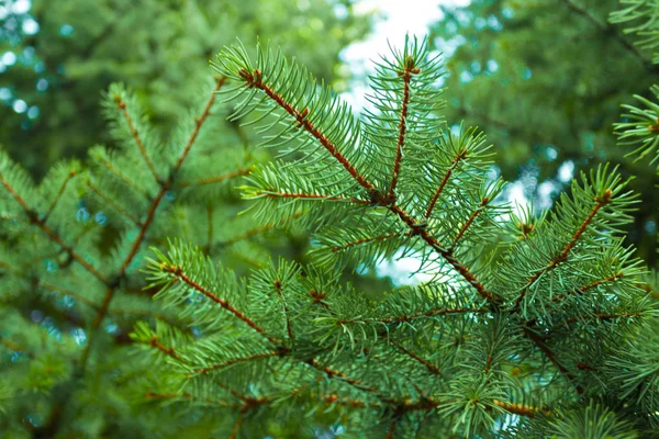 Green Branches Coniferous Tree Close — Stock Photo, Image