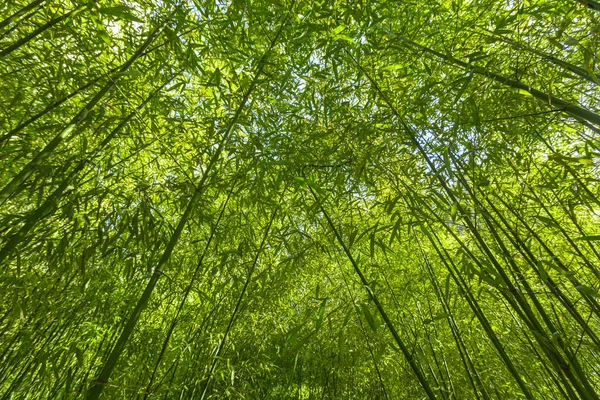 Árboles Bambú Verde Parque Verano — Foto de Stock