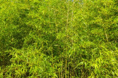 Yeşil Bambu ağaçları yaz Park