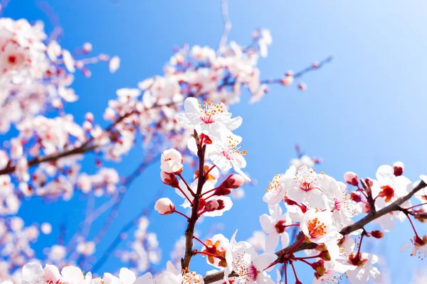 Bright Bloeiende Lente Boom Tegen Blauwe Hemel — Stockfoto