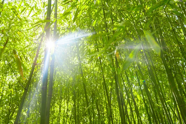 Зеленые Бамбуковые Деревья Летнем Парке — стоковое фото
