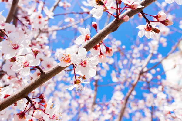 Bright Bloeiende Lente Boom Tegen Blauwe Hemel — Stockfoto