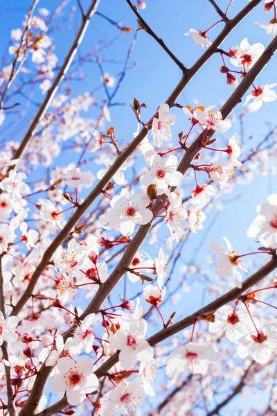 Bright Kvetoucí Jarní Strom Proti Modré Obloze — Stock fotografie