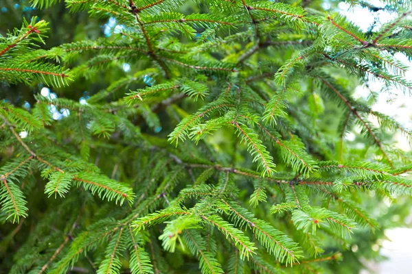 Green Branches Coniferous Tree Close — Stock Photo, Image