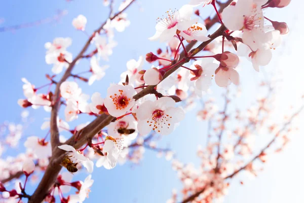Bright Kwitnące Wiosną Drzewa Przeciw Błękitne Niebo — Zdjęcie stockowe