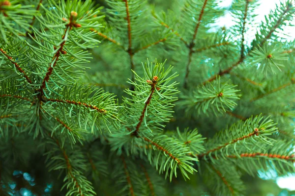 Green Branches Coniferous Tree Close — Stock Photo, Image