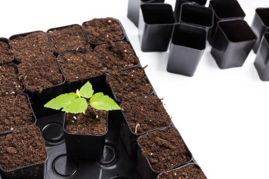 Beyaz arka plan üzerinde izole koyu toprak.