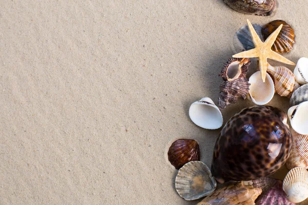 Tengeri Kagyló Homokos Strand Háttér — Stock Fotó