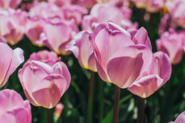 arka plan olarak renkli bahar laleler