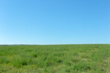 çimenler ve mavi gökyüzü