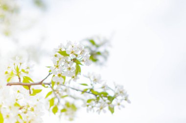 bulanık doğa arka plan üzerinde kiraz çiçekleri görmek