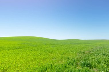 Taze yeşil alanın doğal arka plan