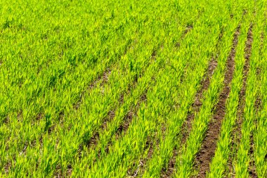 Taze yeşil alanın doğal arka plan