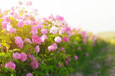 arka plan bulanık yakından görmek pembe gül bush