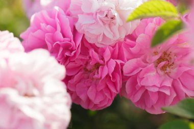 arka plan bulanık yakından görmek pembe gül bush