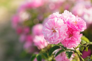 arka plan bulanık yakından görmek pembe gül bush