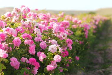 arka plan bulanık yakından görmek pembe gül bush