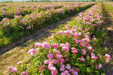 Alan güneşli gün, pembe gül 
