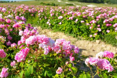 Alan güneşli gün, pembe gül 