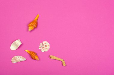 Tropikal arka plan. Deniz kabuğu renkli moda modern arka plan üzerinde seyahat ve tatil kavramı