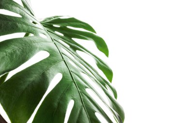 Monstera bitki beyaz zemin üzerine yeşil yaprak
