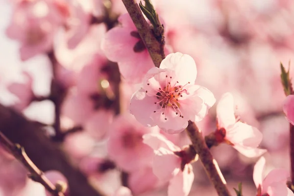 Pembe Çiçekli Bahar Ağaç Dalı — Stok fotoğraf