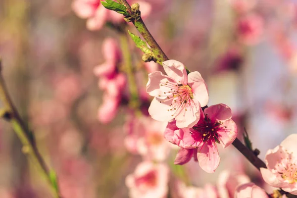 Гілка Весняної Ялинки Рожевими Квітами — стокове фото
