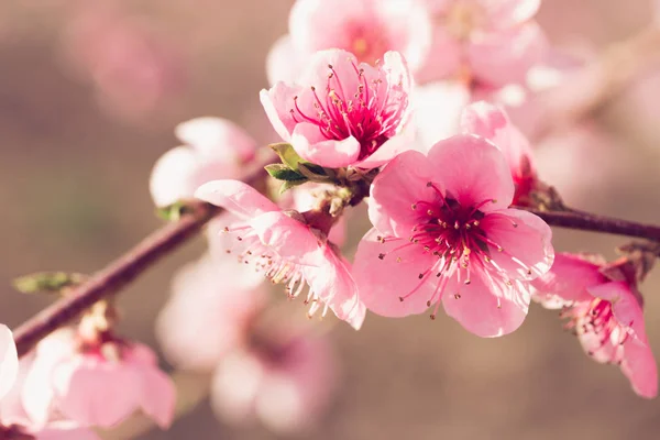 Frühlingsbaumzweig Mit Rosa Blüten — Stockfoto