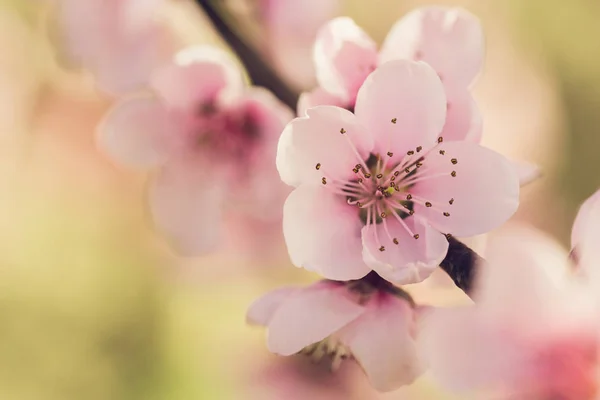 Pembe Çiçekli Bahar Ağaç Dalı — Stok fotoğraf