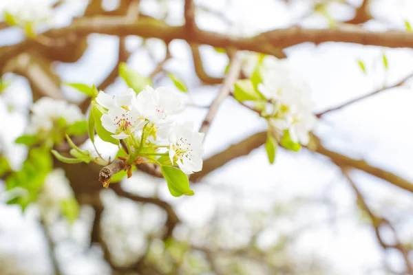 Apple Trädgård Med Blommande Träd — Stockfoto