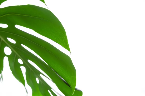 Foglia Verde Pianta Monstera Sfondo Bianco — Foto Stock