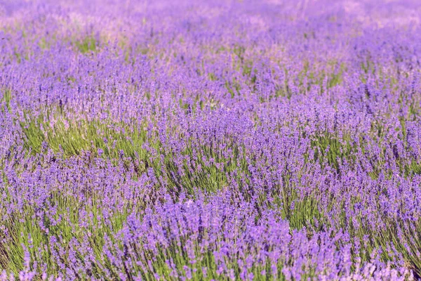Lindo Campo Lavanda Violeta Verão — Fotografia de Stock