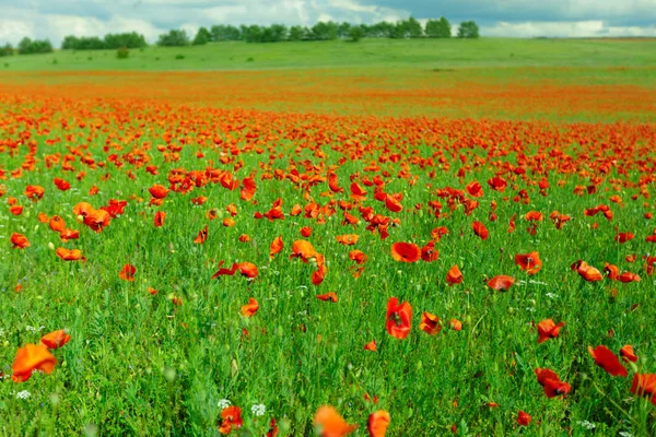 Red Poppy Flowers Field Summer Day — Stock Photo, Image