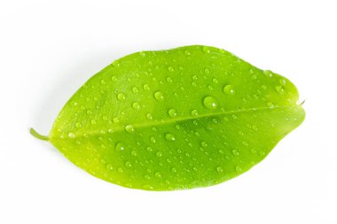 Beyaz arkaplanda izole edilmiş taze yeşil yaprak 