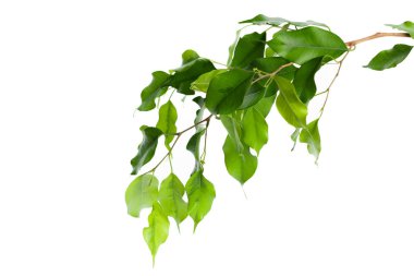 beyaz arkaplanda yeşil yapraklar izole 