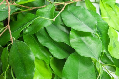 yeşil yaprakları arka plan, doğa kavramı 