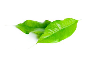 Beyaz arkaplanda taze yeşil yapraklar izole 