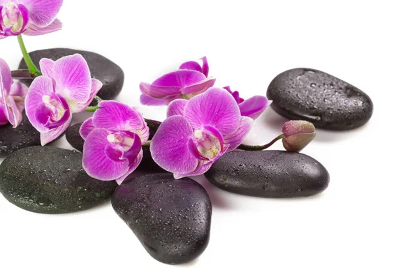 Zen Kamienie Kwiaty Orchidei Koncepcja Spa — Zdjęcie stockowe