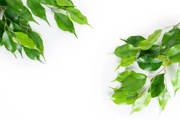 Hojas Verdes Frescas Aisladas Sobre Fondo Blanco — Foto de Stock