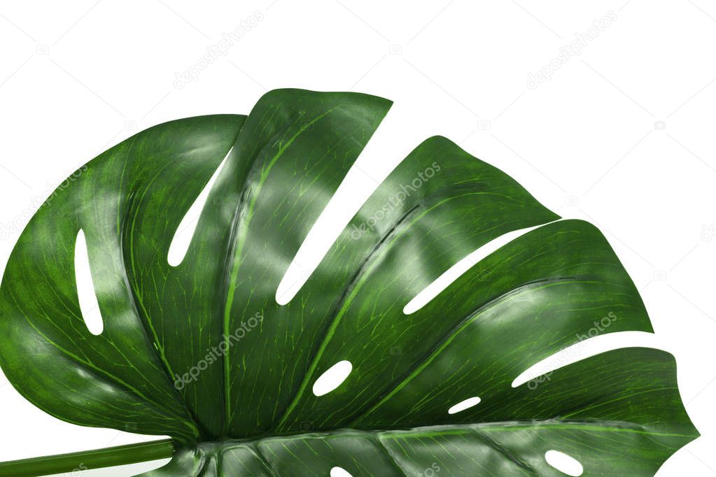 green leaf of Monstera plant on white background