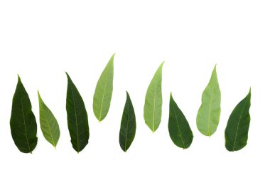 beyaz arkaplanda yeşil yapraklar izole