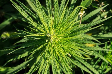 yeşil bitki yetiştirme yakın çekim