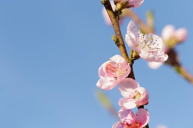 Pembe çiçekli bahar ağacı