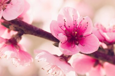 Pembe çiçekli bahar ağacı