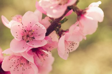 Pembe çiçekli bahar ağacı