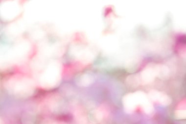 Hafif pembe bahar arka plan