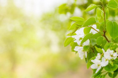 Baharda beyaz kiraz çiçeği
