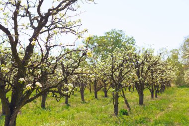 elma Bahçe çiçek açması ağaçları ile