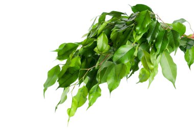 Beyaz arkaplanda yeşil yapraklı bir dal